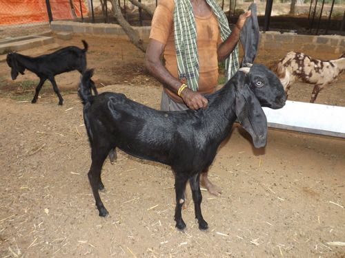 Pure Breed Of Exotic Goats (Sirohi, Sojat, Beetal)