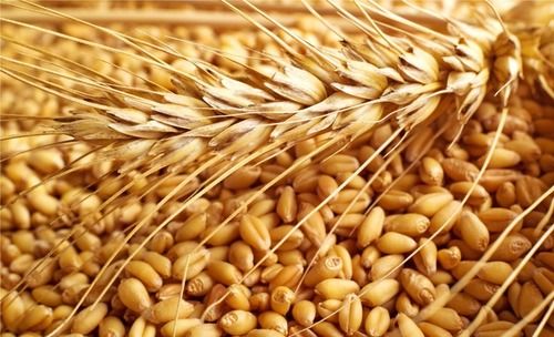 Golden Fresh Organic Wheat Seeds