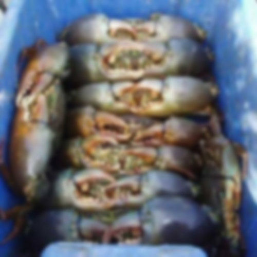 Sea Live Mud Crab
