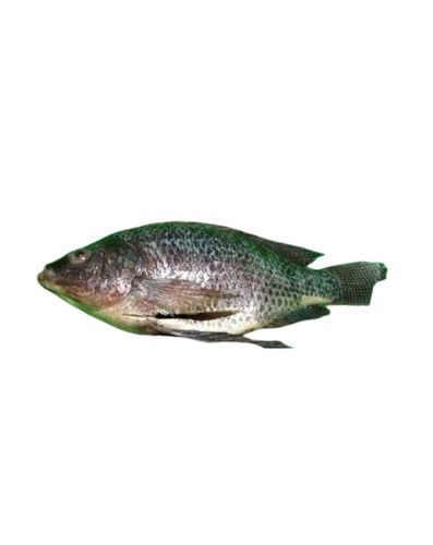 Gutted And Scaled Frozen Tilapia Shelf Life: 1 Week