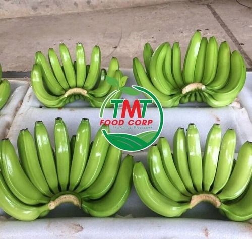 Green Fresh Cavendish Banana From Vietnam