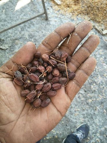 100% Natural Neem Seeds Size: 9.5 X 9.1Inch