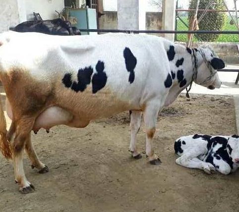 Hf Cows (25 Liter Per Day)