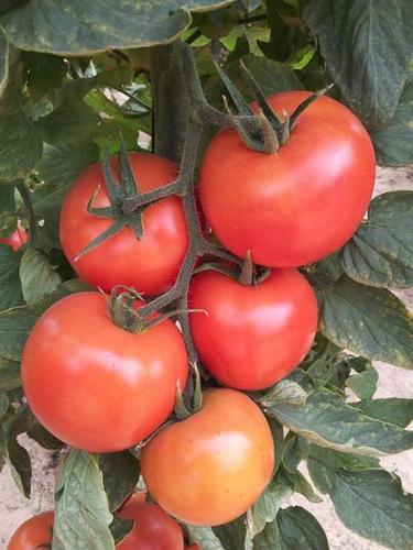 Premium Grade Tomato Seed