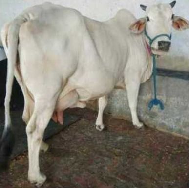 Haryana Desi Cow For Dairy