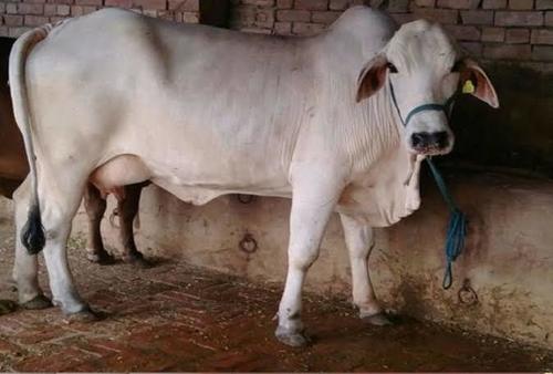 White Pregnant Tharparkar Cow (White)