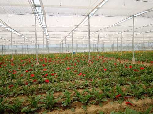 Strong Polyhouse For Farming Greenhouse Size: Large