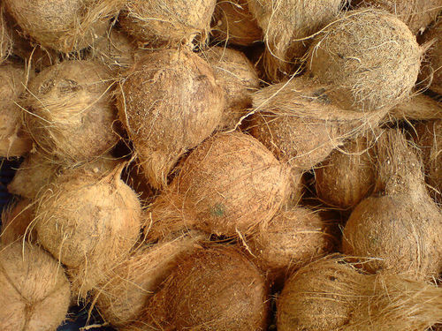 Organic Fully Semi Husked Coconut