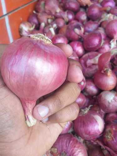 High Grade Red Onion