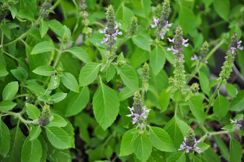 Natural Herbal Tulsi Leaves