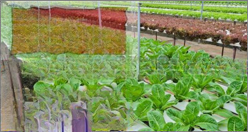 Aquaponics Growing System With Greenhouse