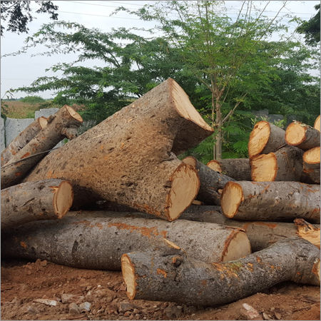 Soft Wood Timber logs