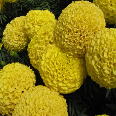 YELLOW KARINA Marigold Seeds