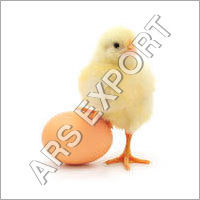 Poultry Eggs