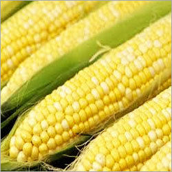 Yellow Corn Maize