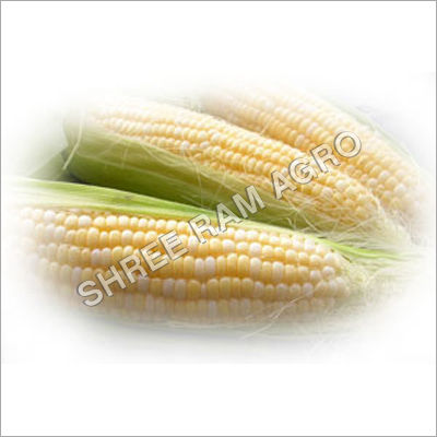 Indian Yellow Corn