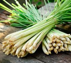 Lemon Grass - Fresh Dried Herbal Plant | Vitamins A & C, Antiseptic Properties, Natural Enhancer