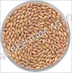 Barley Seeds - Sterilized Processing, Extra Long Grains | Highly Nutritive, Easy Digestibility, Shiny Appearance