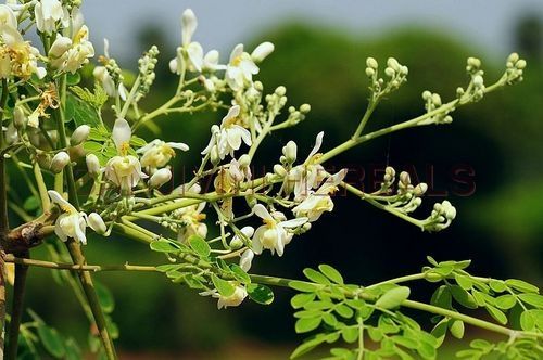 Moringa Oleifera