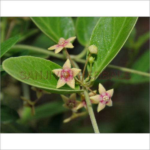 Tylophora Indica