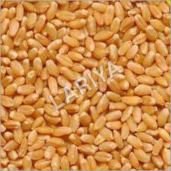 Lariya Sorted Clean Wheat