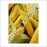 Fresh Maize Cobs