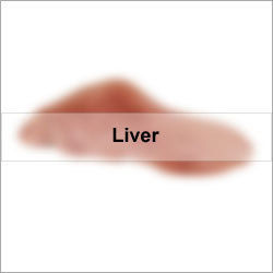 Liver