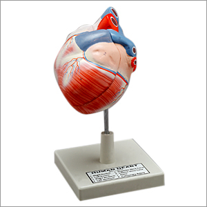 हार्ट मॉडल