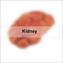 Kidney