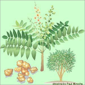 Boswellia Serrata Extract