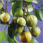 Garcinia Cambogia Extract