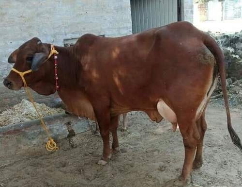 HN DAIRY sahiwal cow