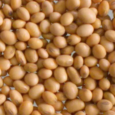 Soyabean