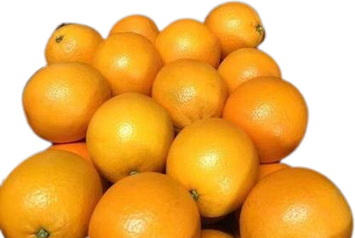 Natural And Fresh Valencia Oranges 