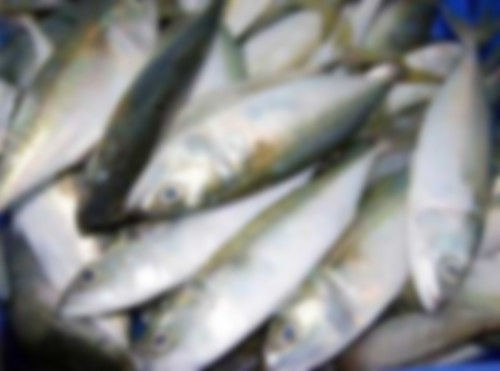 Indian Mackerel Fish