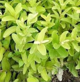 Green L49 Guava Plant For Nursery