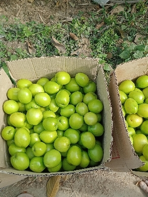 Green Apple Ber Plant