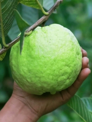 V N R Guava Fruit Plant Size: Vary