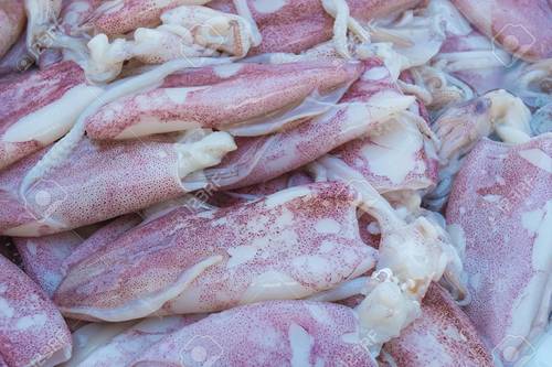 Frozen Fresh Cuttlefish Fish