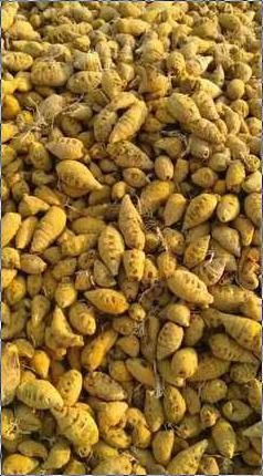 Solid Natural Taste Organic Turmeric