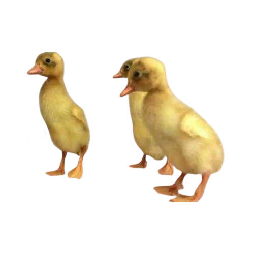 Duck Chick For Farming