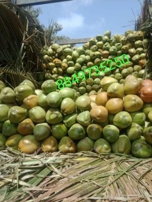 Wholesale Price Tender Coconut