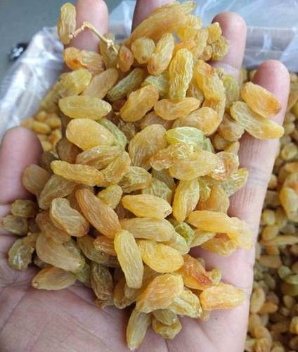 Golden Dried Natural Raisin
