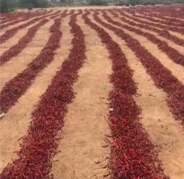 Dry Red Chilli With Stems