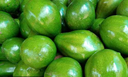 Organic Fresh Avacados Fruit