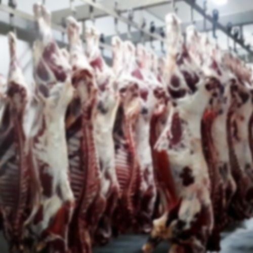 Halal Frozen Beef Carcass