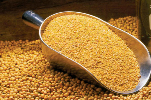 Yellow 100% Unadulterated Soybean Seeds
