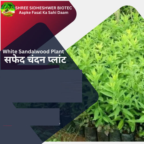 Well Watered Sandalwood Plant for Gardening
