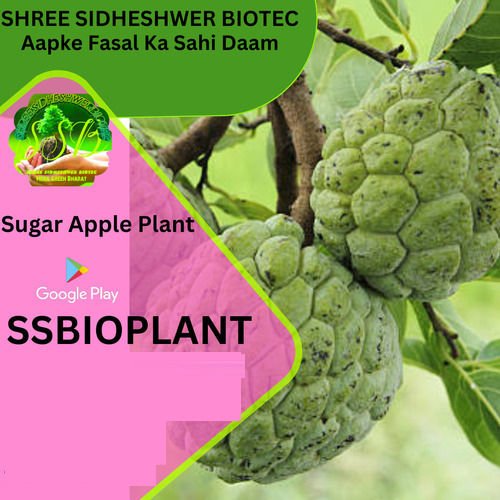 Well Watered Sugar Apple Fruit Plant
