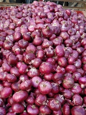 Fresh Red Onions - Medium A Grade, Chopped Style with 15 Days Shelf Life, Stored in a Cool and Dry Place